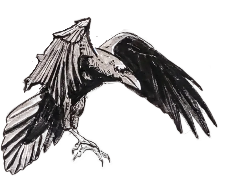 Landing raven