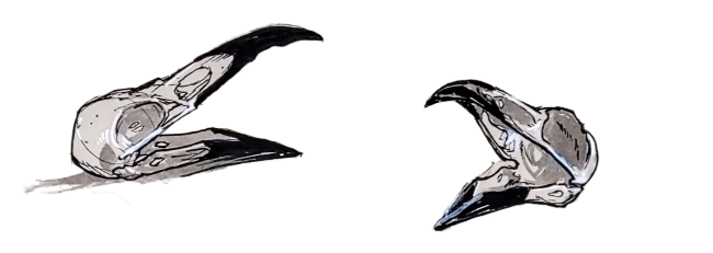 Raven skulls