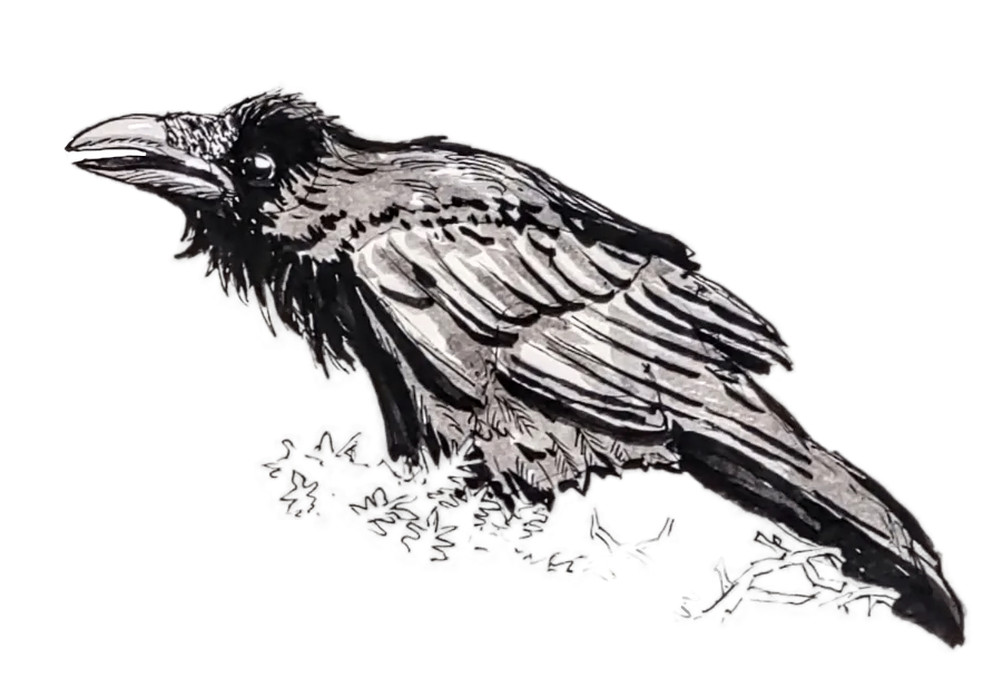 Sitting raven